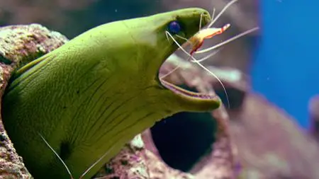 Absurd Planet S01E05