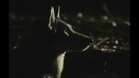 To Kill a Wolf (2024)
