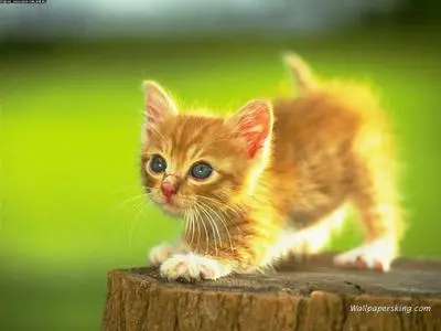 679 Wallpapers