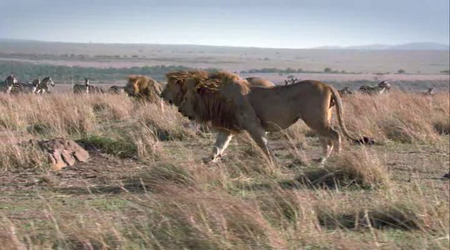 African Cats (2011)