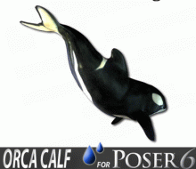 Baby Orca