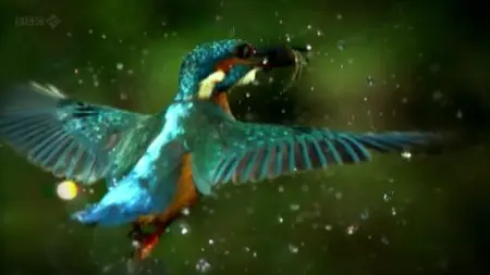 BBC - Halcyon River Diaries Christmas Special (2010)