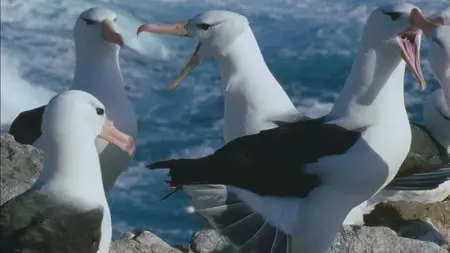 Deep Blue (2003)
