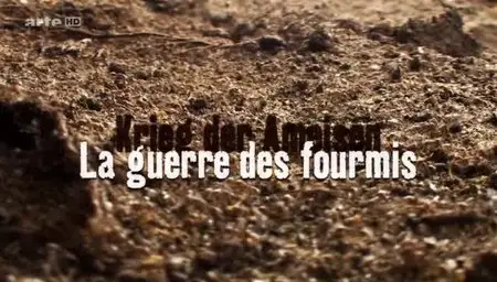 (Arte) La guerre des fourmis (2012)