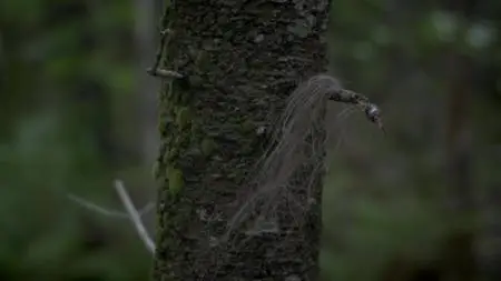 Terror in the Woods S01E02