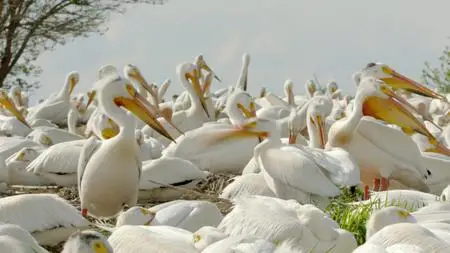 BBC - Earth's Great Rivers Series 1: Mississippi (2019)