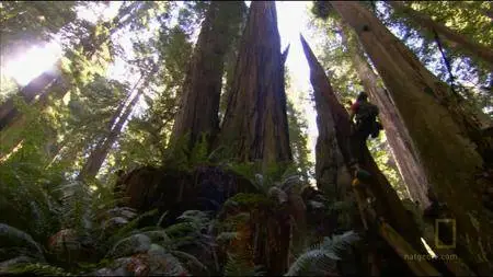 National Geographic - Explorer: Climbing Redwood Giants (2009)