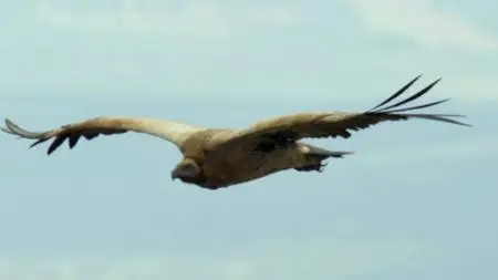 Life in the Air: Defying Gravity (2017)