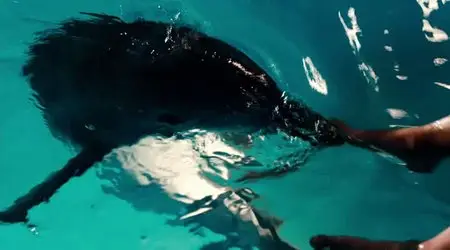 Dolphin Tale / Mein Freund der Delfin (2011)