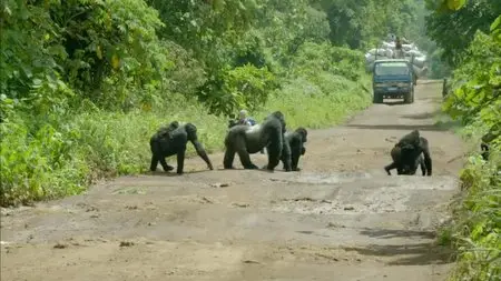 BBC - Gorilla Family and Me (2015)