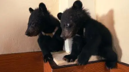 BBC - Bears About the House (2020)