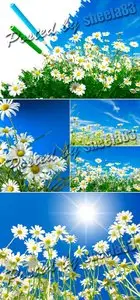 Stock Photo - Daisy Field