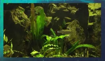 Screensaver  Aquarium Real Life 17