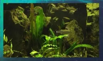 Screensaver  Aquarium Real Life 17