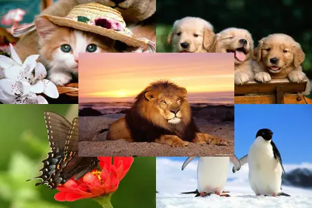 500 Wallpapers HD
