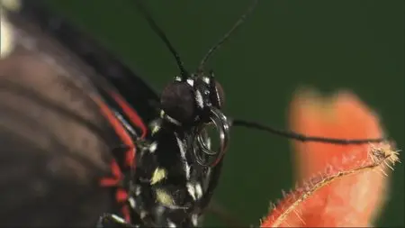 Secrets of Our Living Planet. Season 1, Episode 1 - The Emerald Band / BBC. Как устроена природа. Серия 1 - Джунгли (2012)