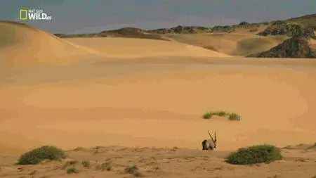 National Geographic - Vanishing Kings: Desert Lions of Namib (2016)