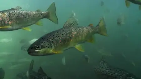 BBC Natural World - Iron Curtain: Ribbon of Life (2009)