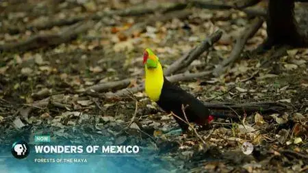 PBS - Wonders of Mexico: Forests of the Maya (2018)