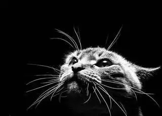 Great Cat Collection Gallery