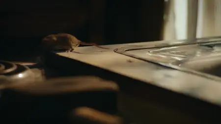 Nightmares of Nature S01E03