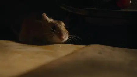 Nightmares of Nature S01E03