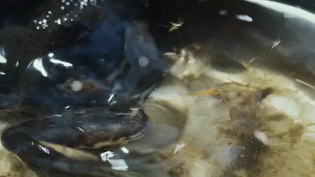 Nightmares of Nature S01E03