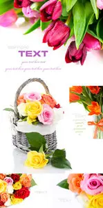 Stock Photo - Amazing Flowers