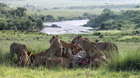 African Cats (2011)