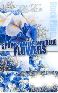 Spring white and blue flowers - UHQ Stock Photo