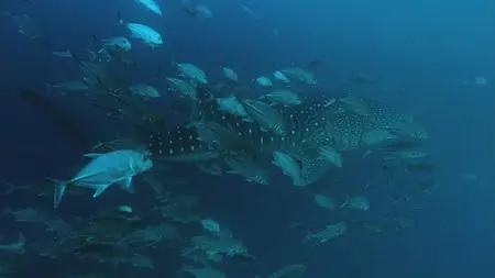 Deep Blue (2003)