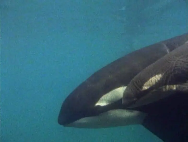 Прирожденные охотники. Диск 4