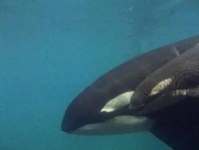 Прирожденные охотники. Диск 4