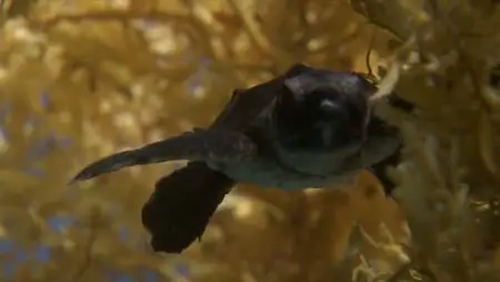 Turtle - The Incredible Journey (2009)