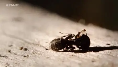 (Arte) La guerre des fourmis (2012)