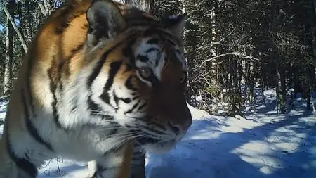 BBC - Operation Snow Tiger (2013)
