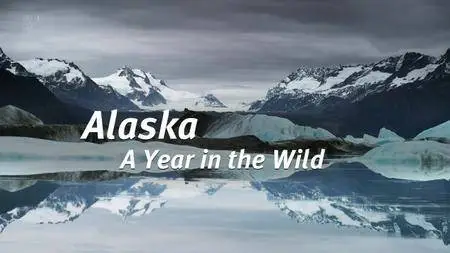 Channel 5 - Alaska: A Year in the Wild (2017)