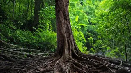 Introduction To Ancestral Healing