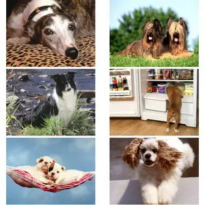 220 Lovely Dogs Wallpapers
