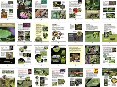The Secret Lives of Backyard Bugs: Discover Amazing Butterflies, Moths, Spiders, Dragonflies, and Other Insects!