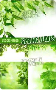 Spring leaves - UHQ Stock Photo