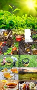 Stock Photo: Cup of tea and tea plantation
