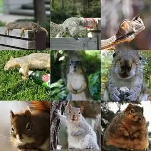 Funny Squirrels Gallery