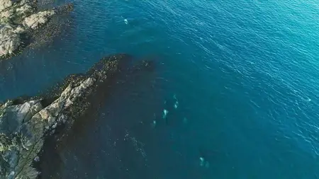 Wild Isles S01E01