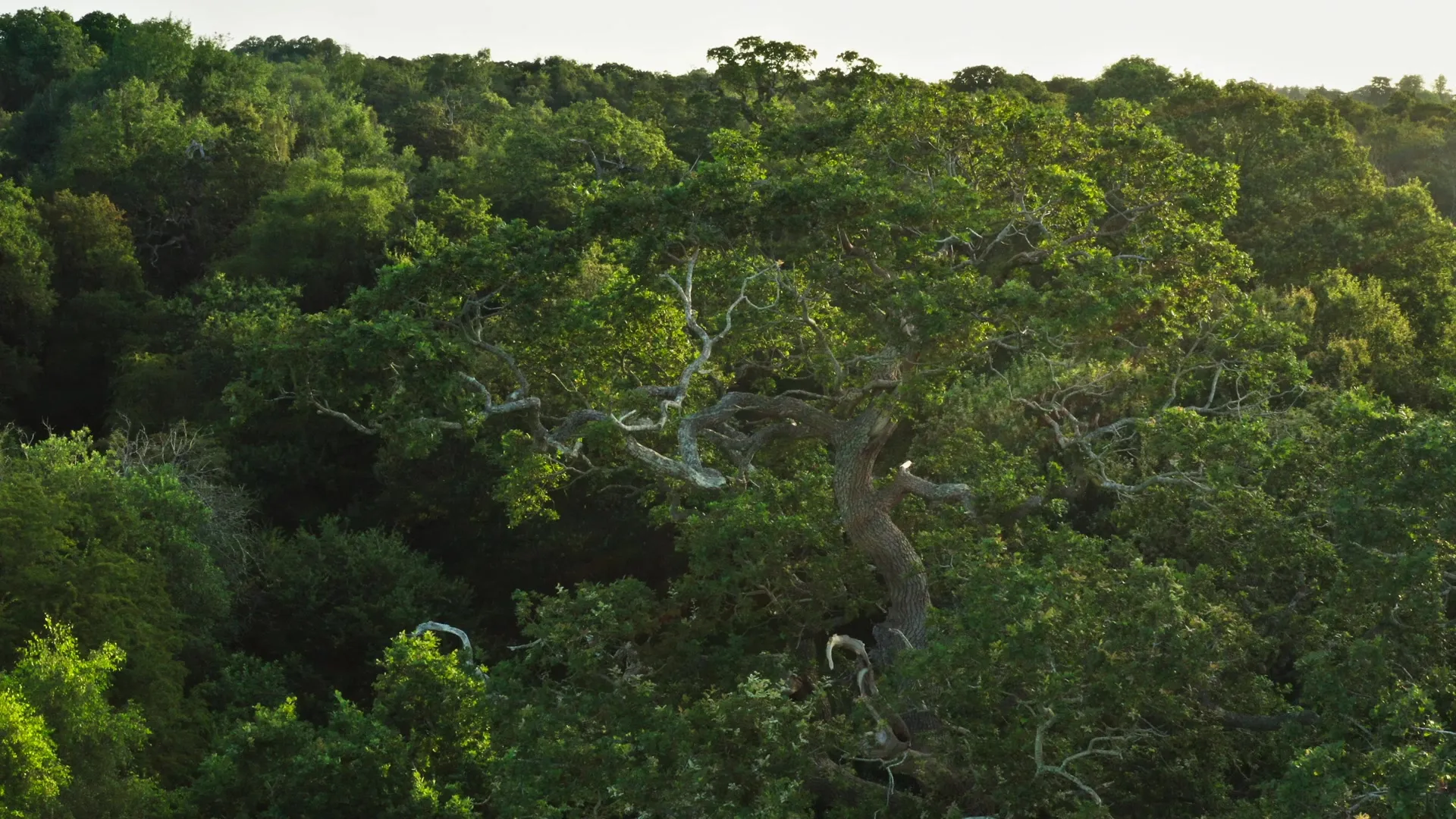 Wild Isles S01E01