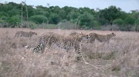African Cats (2011)