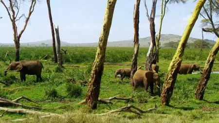 Kenya Wildlife Diaries (2016)