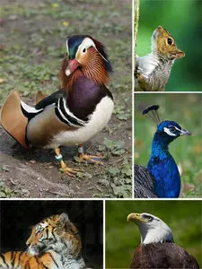 Animals and Birds