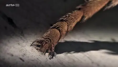(Arte) La guerre des fourmis (2012)