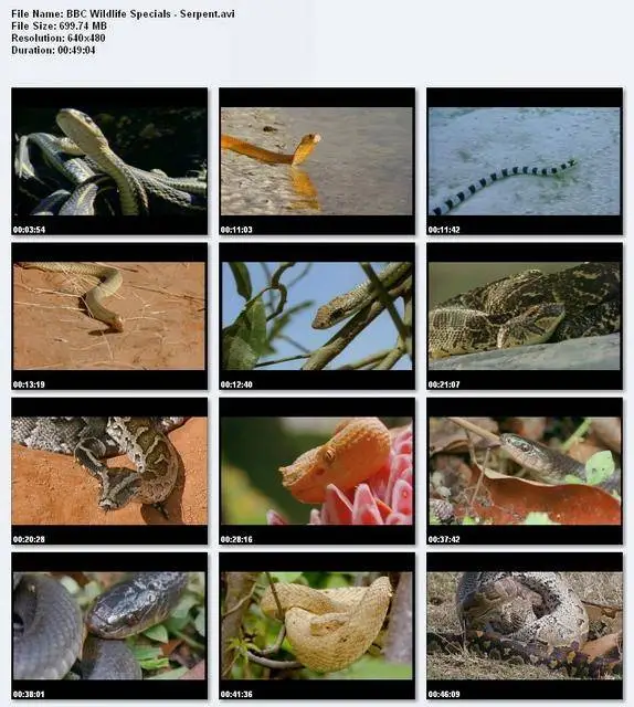 BBC Wildlife Specials : Serpent